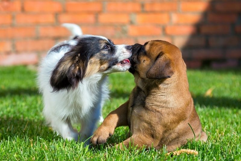 two dogs playing on synthetic grass lawn