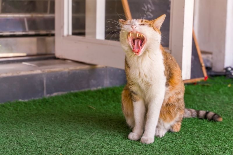 cat on artificial grass lawn